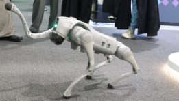 الذئب المقاتل