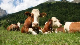  مزارع الإنتاج الحيواني