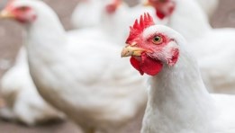 الفراخ البيضاء