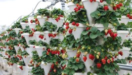 شتلات الفراولة