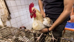 دواجن في الأسواق- أرشيفية