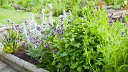 نباتات طبية