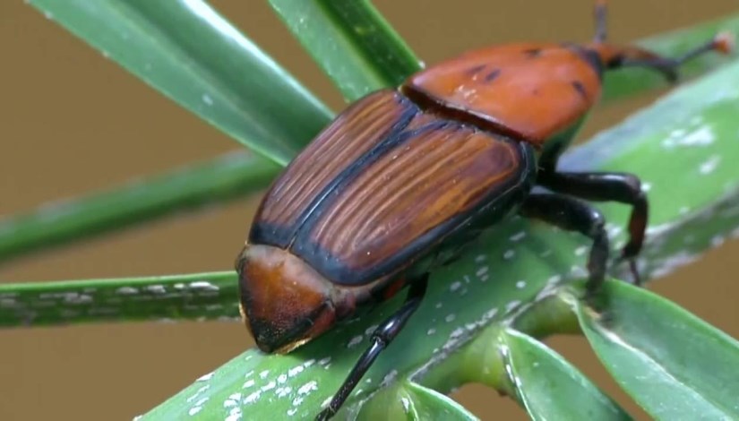 سوسة النخيل الحمراء