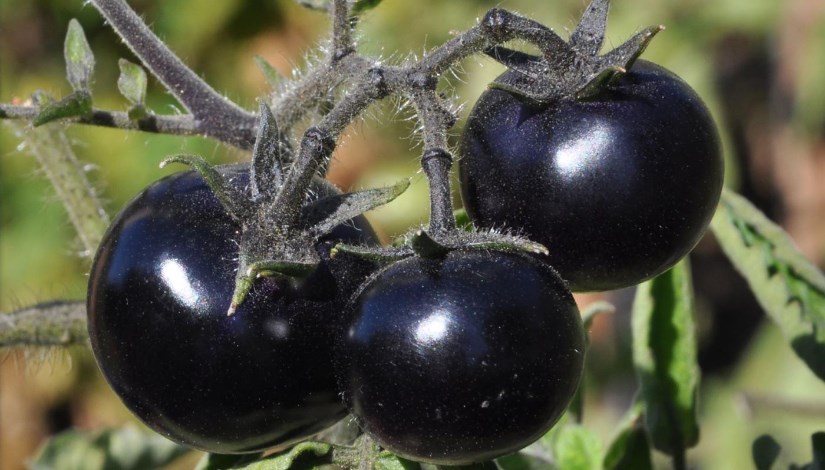 الطماطم السوداء