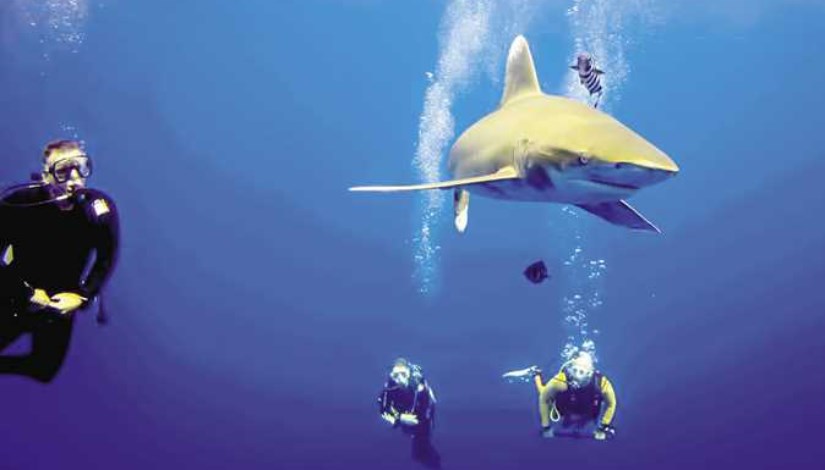 أسماك قروش البحر الأحمر