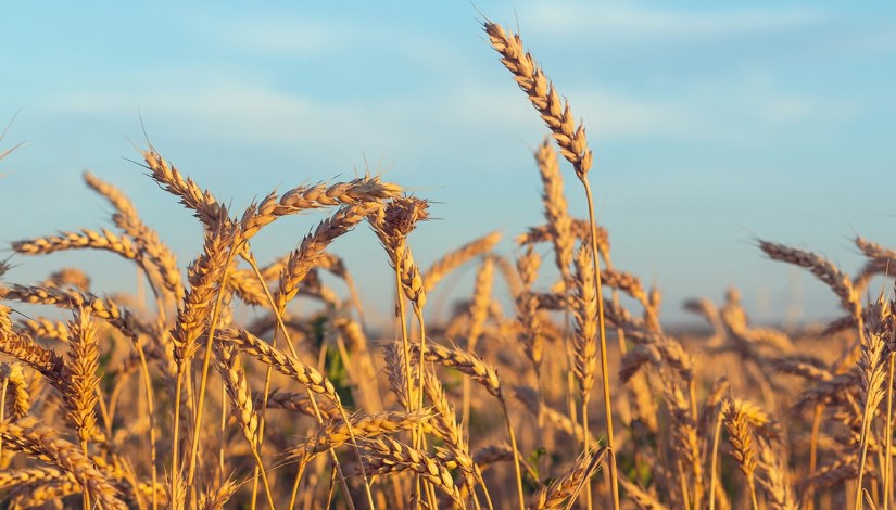 سوق القمح العالمي