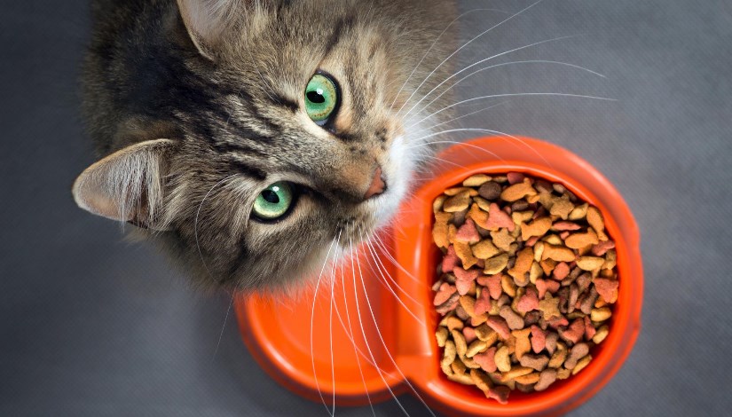 سوق غذاء القطط العالمي