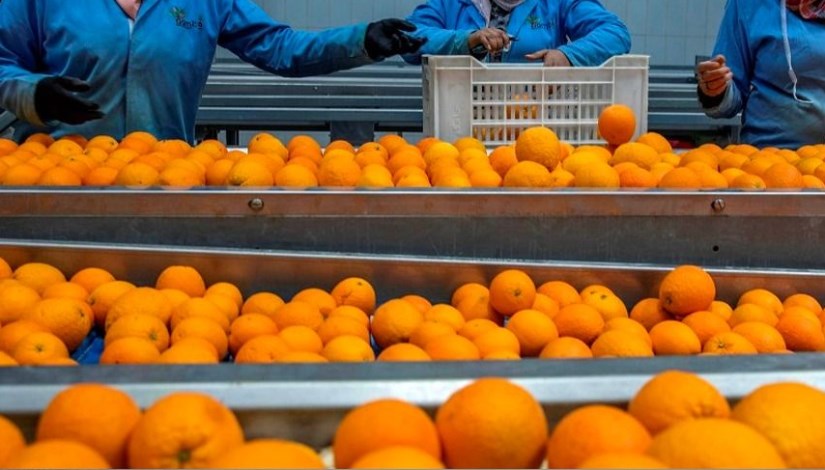 الموالح المصرية