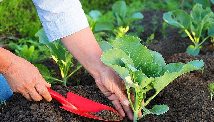 المخصبات الزراعية