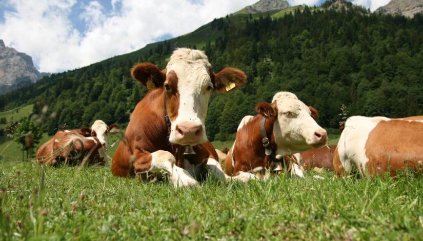  مزارع الإنتاج الحيواني