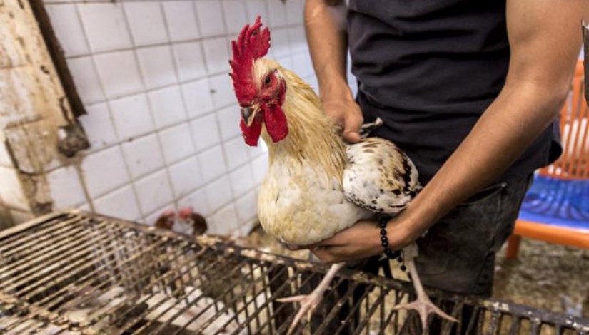 دواجن في الأسواق- أرشيفية