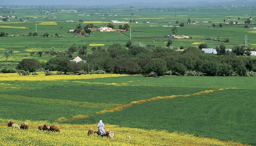 الأراضي الزراعية في المغرب