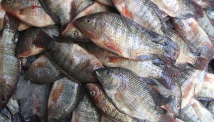 أسماك - صورة أرشيفية