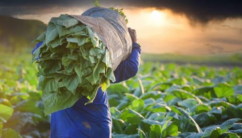 زراعة التبغ