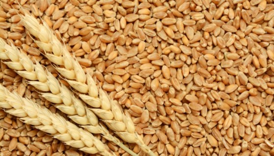 موسم توريد القمح عام 2025