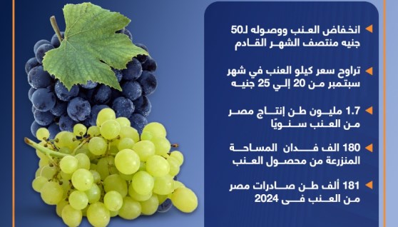 إجمالي إنتاج وصادرات مصر من العنب وموعد انخفاض أسعاره بالأسواق(انفوجراف)