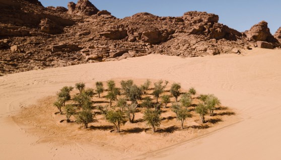 الأشجار الصحراوية
