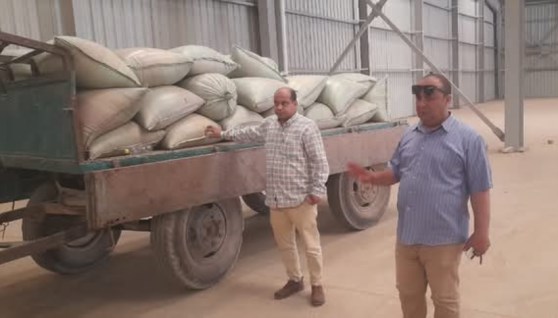 موسم حصاد القمح في المنيا