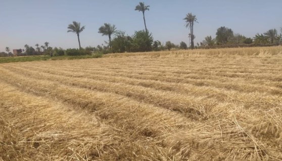 توريد محصول القمح المحلي 2025