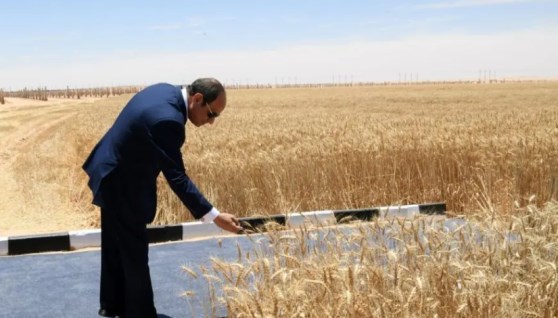 عززت الدولة جهود توفير الأمن الغذائي؟.. جهاز مستقبل مصر