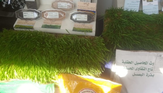 المحاصيل الحقلية 