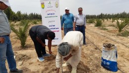 حقول إرشادية لزراعة عباد الشمس الزيتي