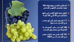 إجمالي إنتاج وصادرات مصر من العنب وموعد انخفاض أسعاره بالأسواق(انفوجراف)
