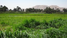 أراضي زراعية