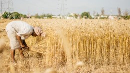 حصاد القمح