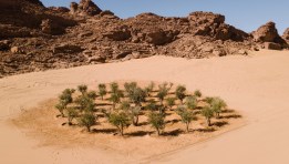 الأشجار الصحراوية
