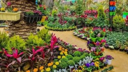 معرض زهور الربيع 