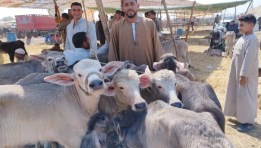  توفير 12 ألف رأس من الأضاحي بأسعار مخفضة في المحافظات