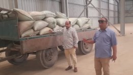 موسم حصاد القمح في المنيا