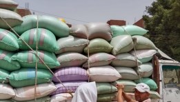 موسم التوريد القمح