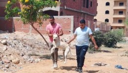 حملة تحصين وتعقيم الكلاب الضالة في مدينة الشروق