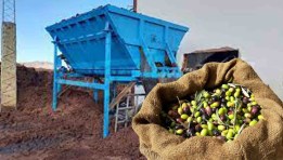 نفايات الزيتون إلى وقود نظيف