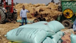 موسم توريد القمح المحلي 2025