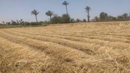 توريد محصول القمح المحلي 2025
