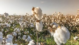 إحصاءات القطن