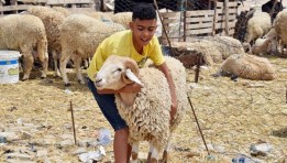 خروف العيد
