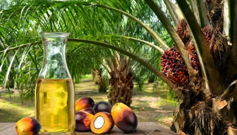 زيت النخيل زيت النخيل