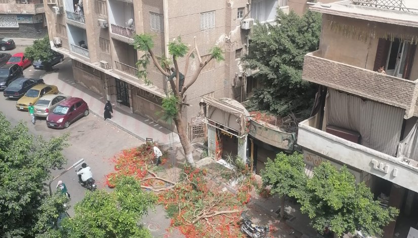 قطع الأشجار 