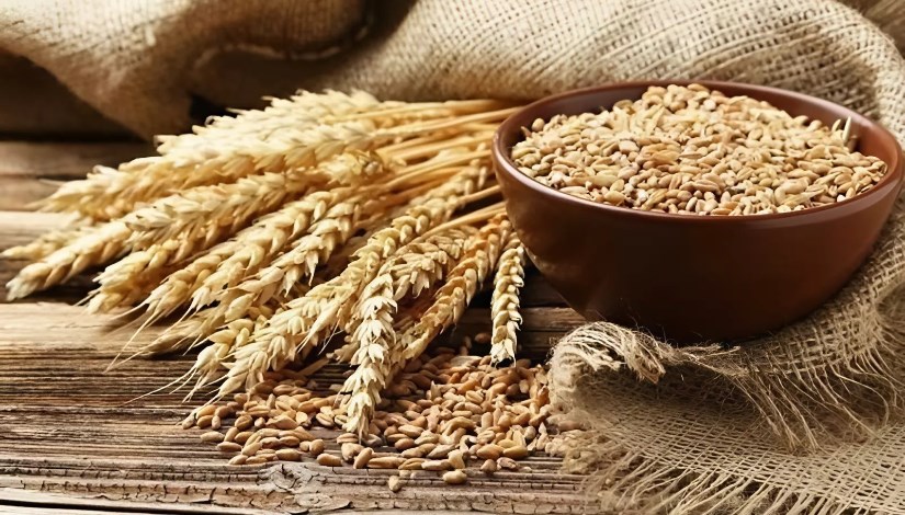 القمح القمح