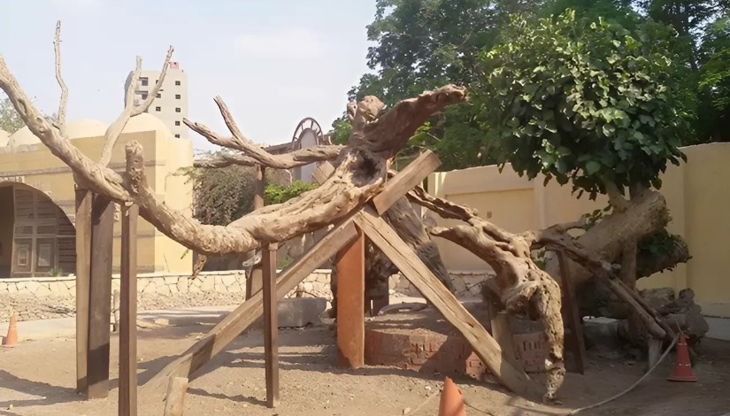 شجرة السيدة مريم شجرة السيدة مريم