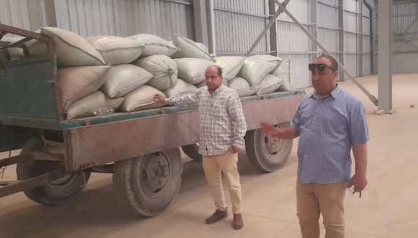 موسم حصاد القمح في المنيا موسم حصاد القمح في المنيا