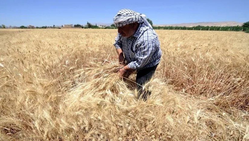 القمح القمح