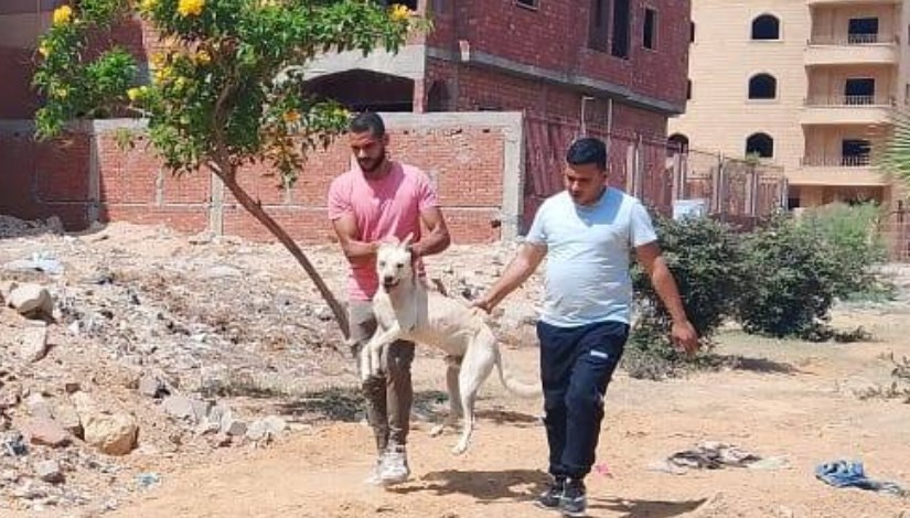 حملة تحصين وتعقيم الكلاب الضالة في مدينة الشروق حملة تحصين وتعقيم الكلاب الضالة في مدينة الشروق