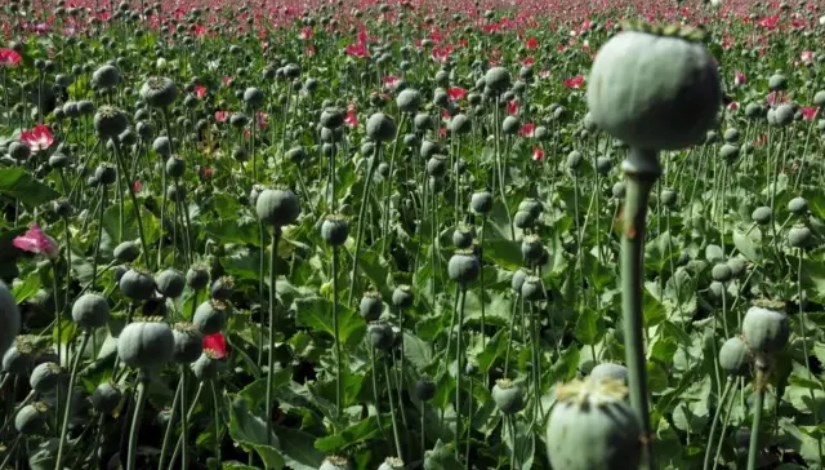 زراعة أرض مخدر الأفيون زراعة أرض مخدر الأفيون