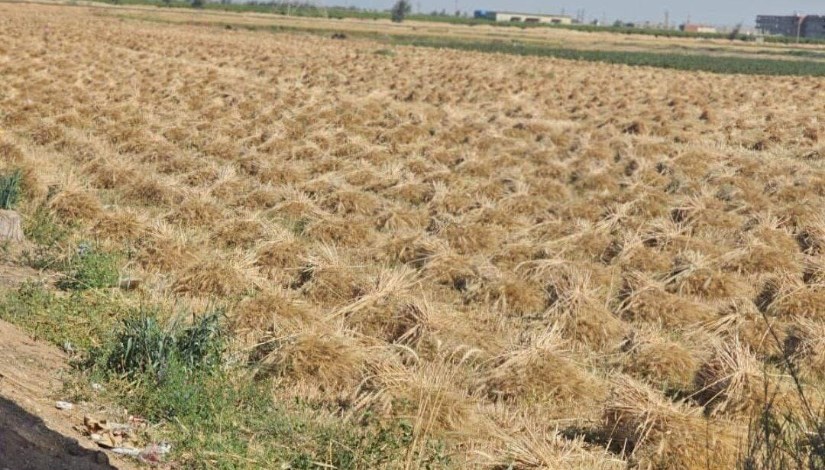 موسم توريد القمح 2025 موسم توريد القمح 2025