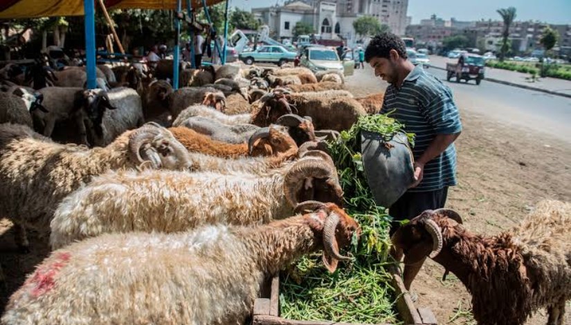 أضاحي العيد أضاحي العيد